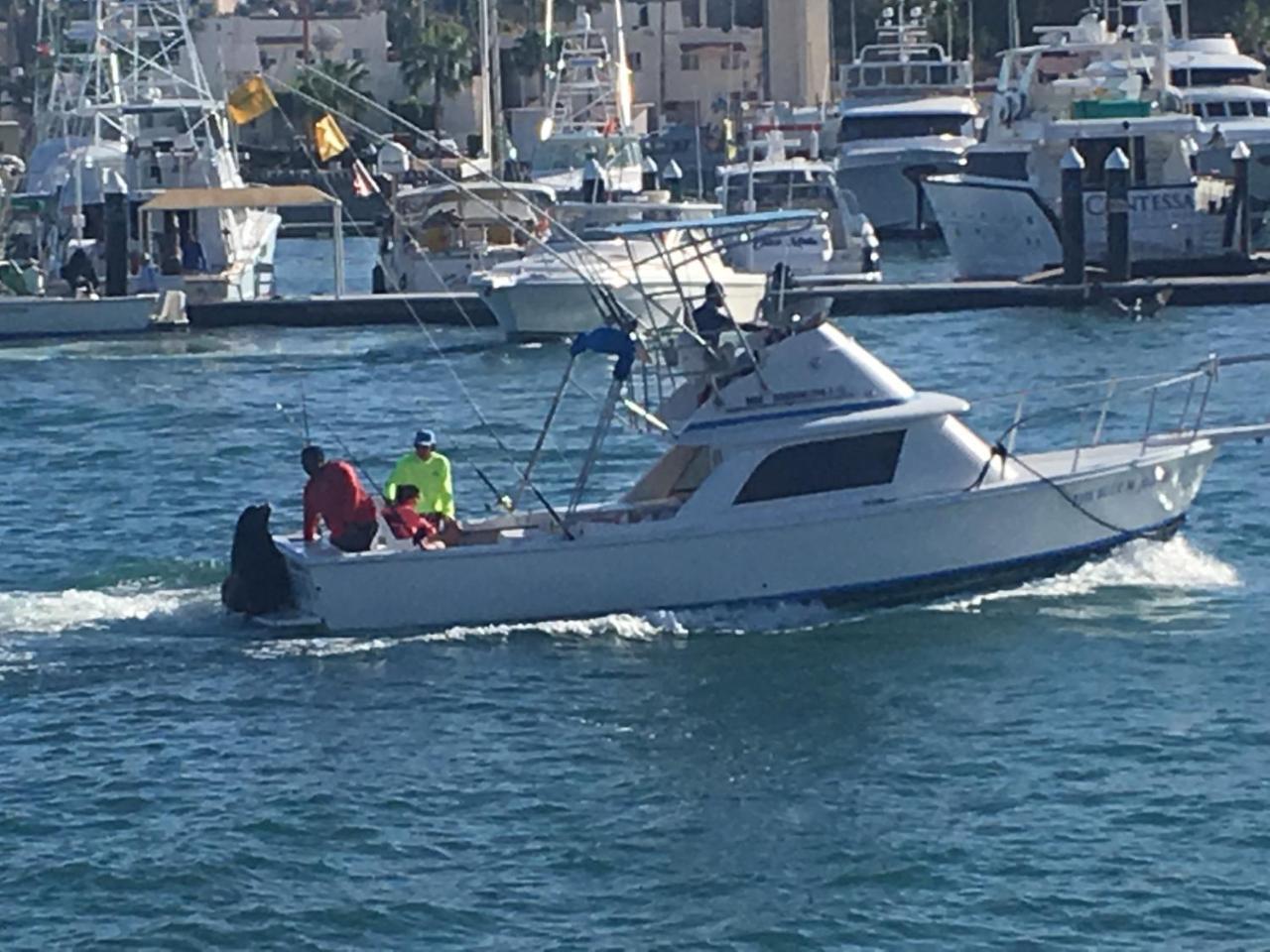 Cabowilson Lägenhet Cabo San Lucas Exteriör bild